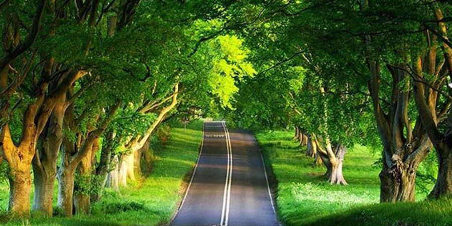 جنگل گیسوم کجاست