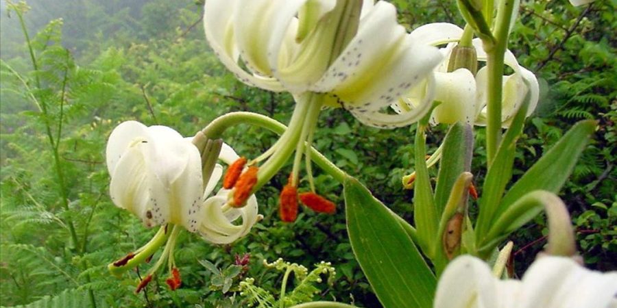 دشت سوسن داماش کجاست؟