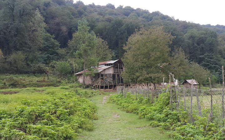 موش بیجار
